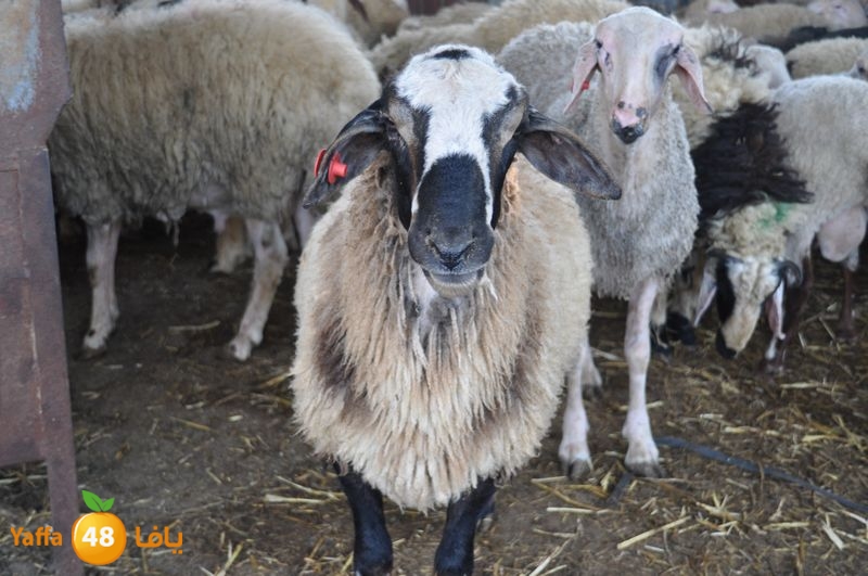 mal7ama lud 929 (8).JPG